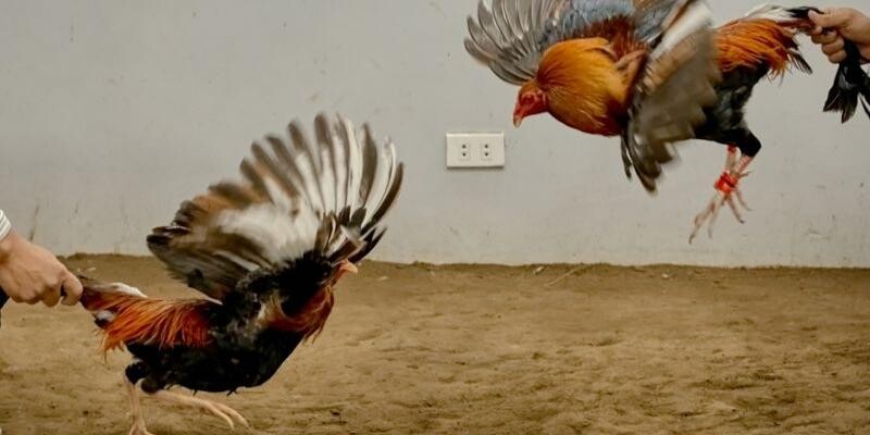 Bí quyết chơi đá gà tre giành thắng bất bại Bí quyết chơi đá gà tre giành thắng bất bại