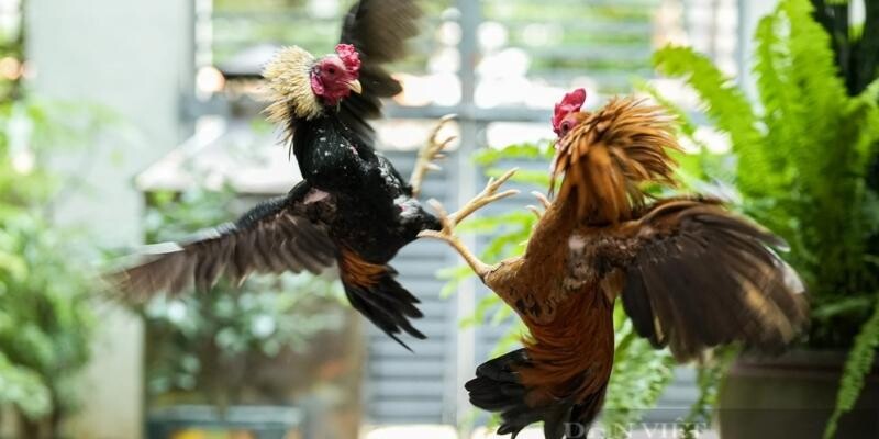 Trang bị kiến thức về luật chơi để đá gà tre hiệu quả hơn Trang bị kiến thức về luật chơi để đá gà tre hiệu quả hơn